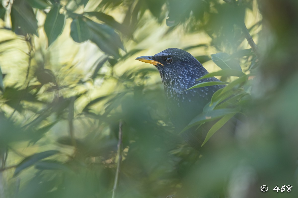 Blue Whistling-Thrush - 大牙齿 458