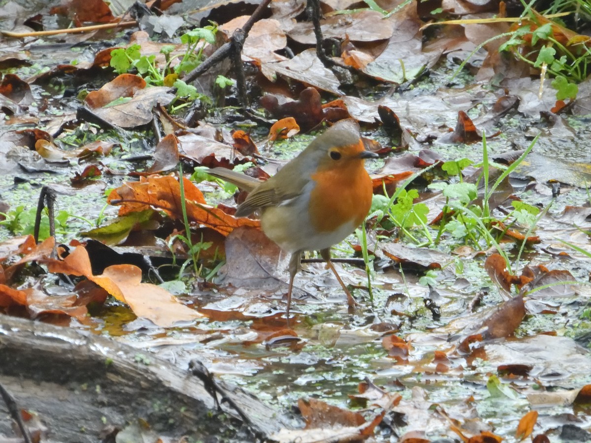 European Robin - ML611080501