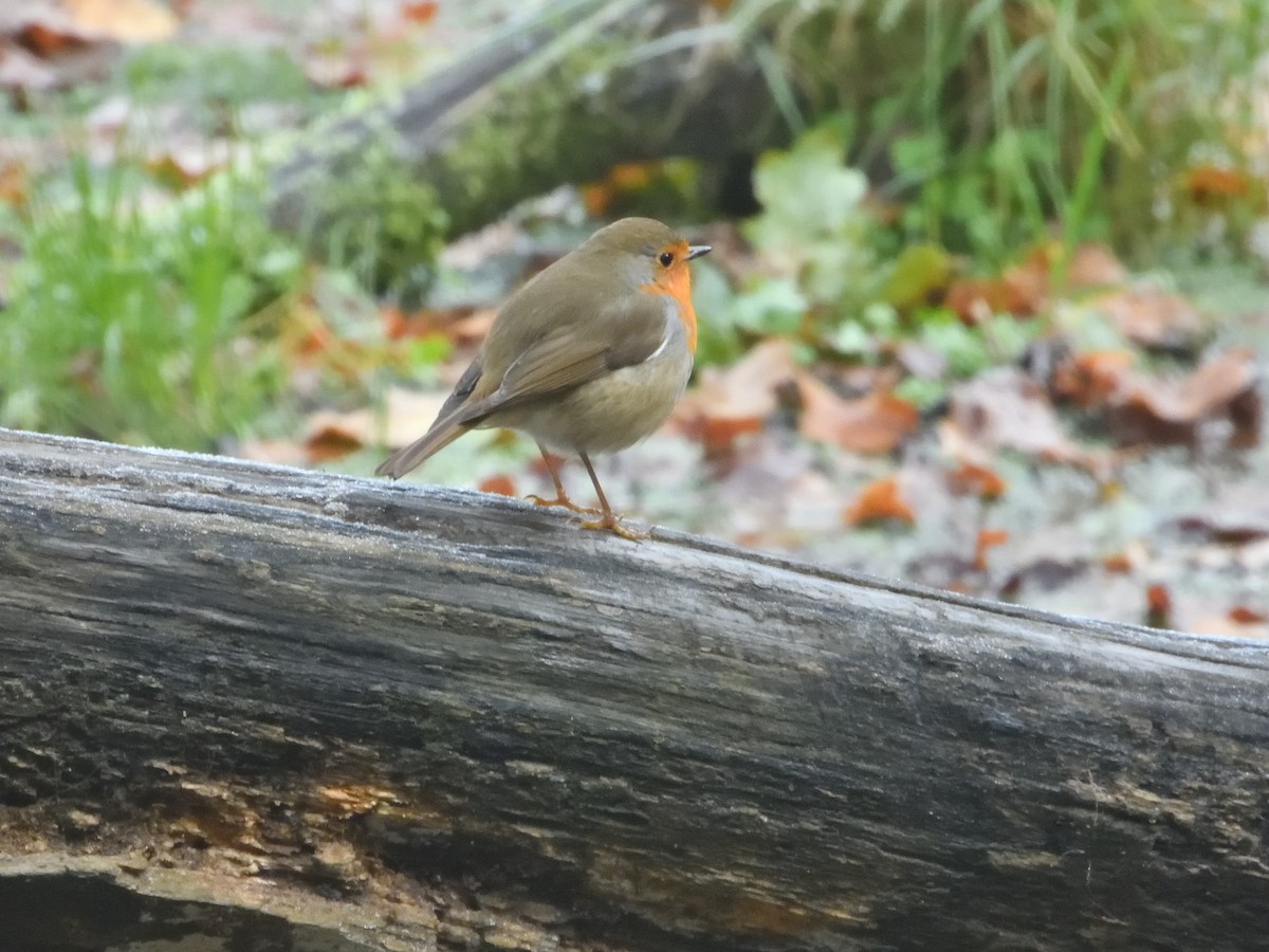 European Robin - ML611080504