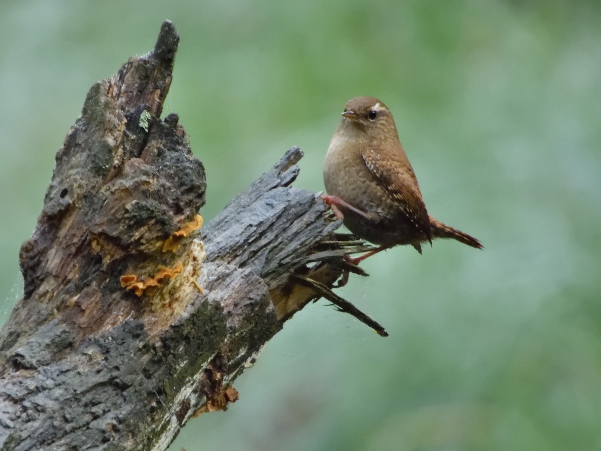 Eurasian Wren - ML611080507