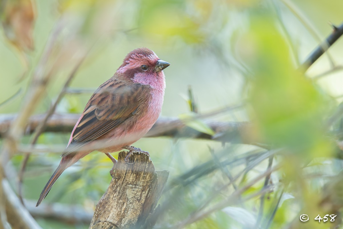 Pink-browed Rosefinch - ML611080515