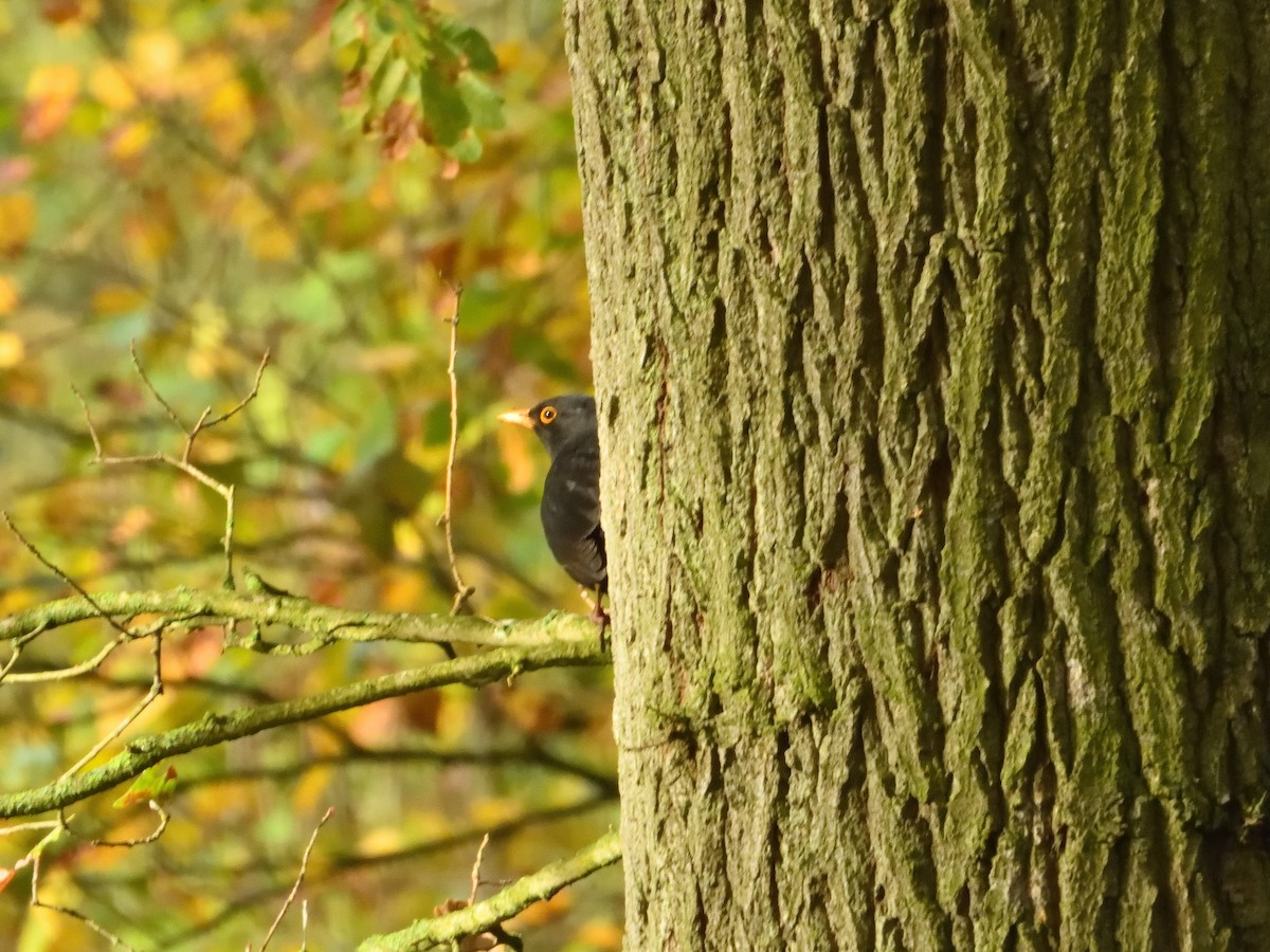 Eurasian Blackbird - ML611080517