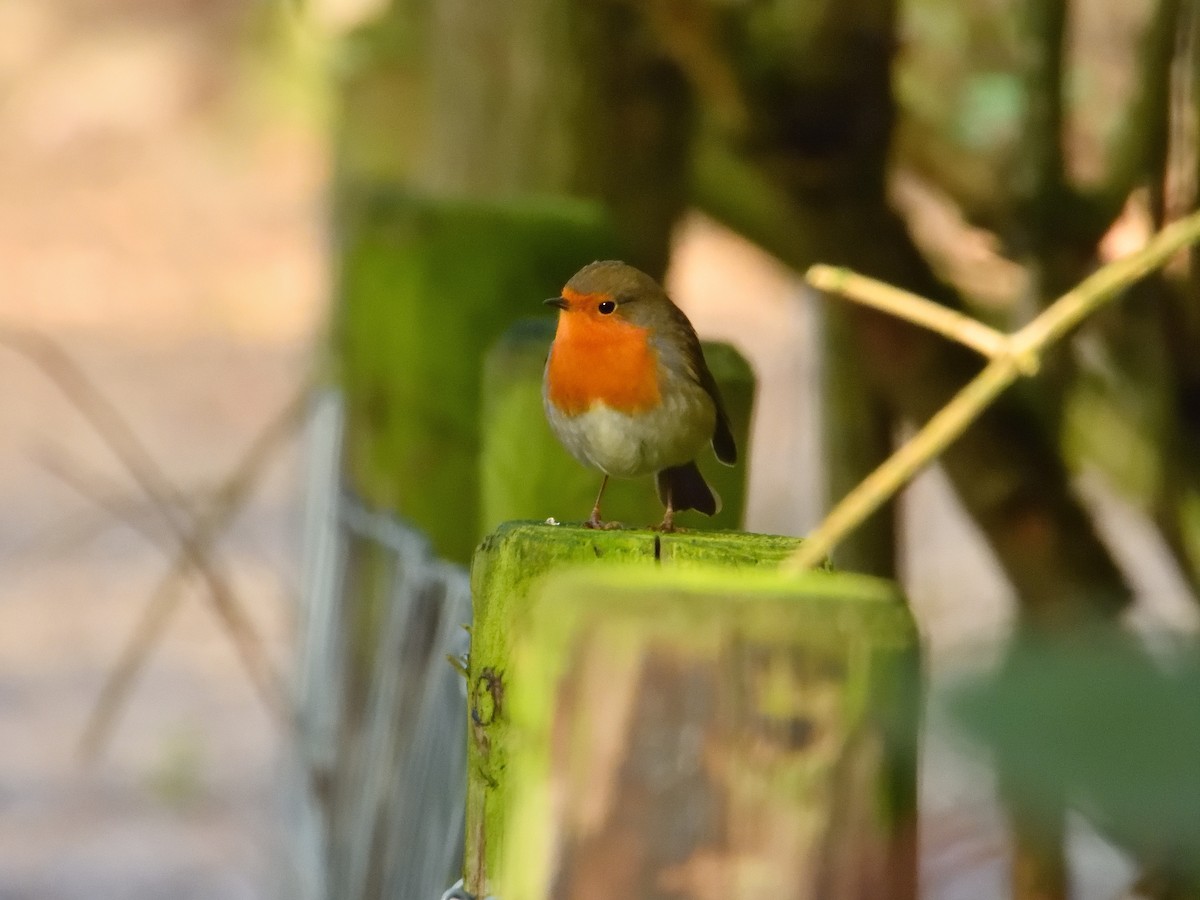 European Robin - ML611080518