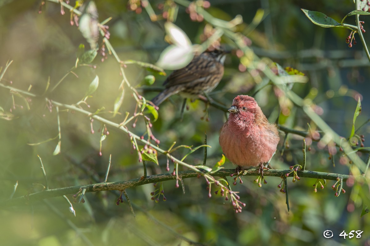 Pink-browed Rosefinch - ML611080522