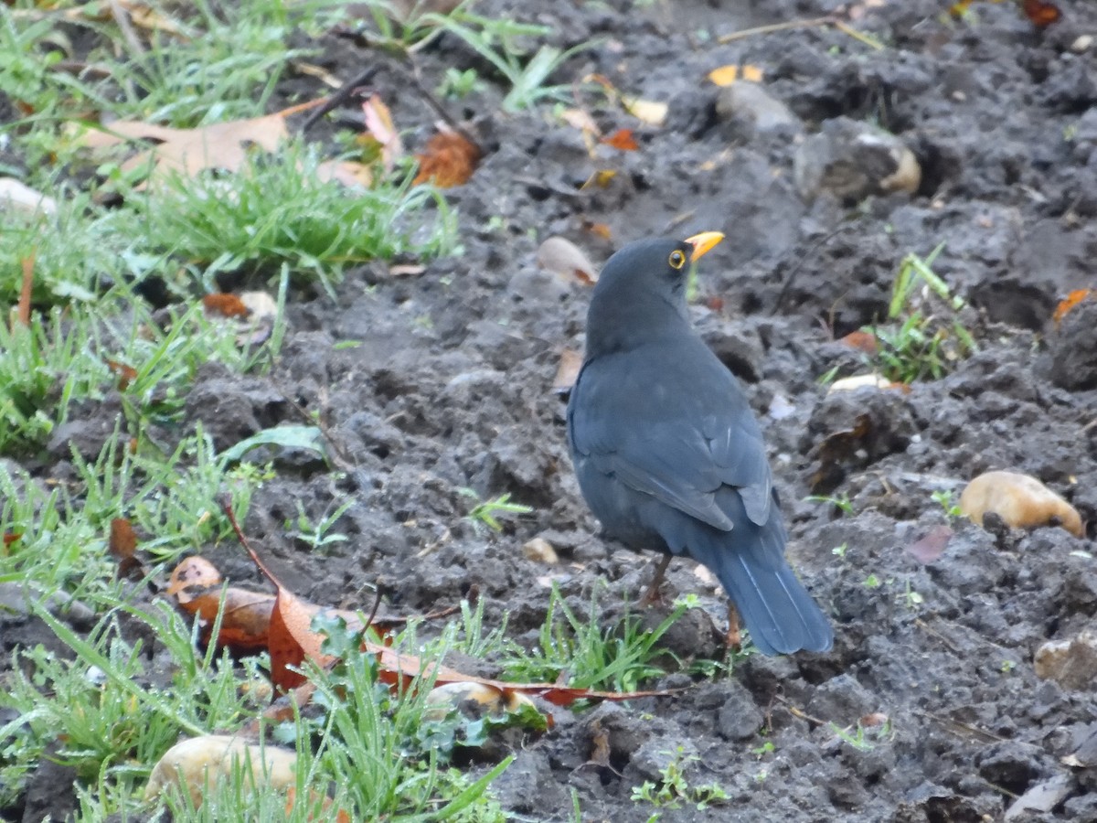 Eurasian Blackbird - ML611080524