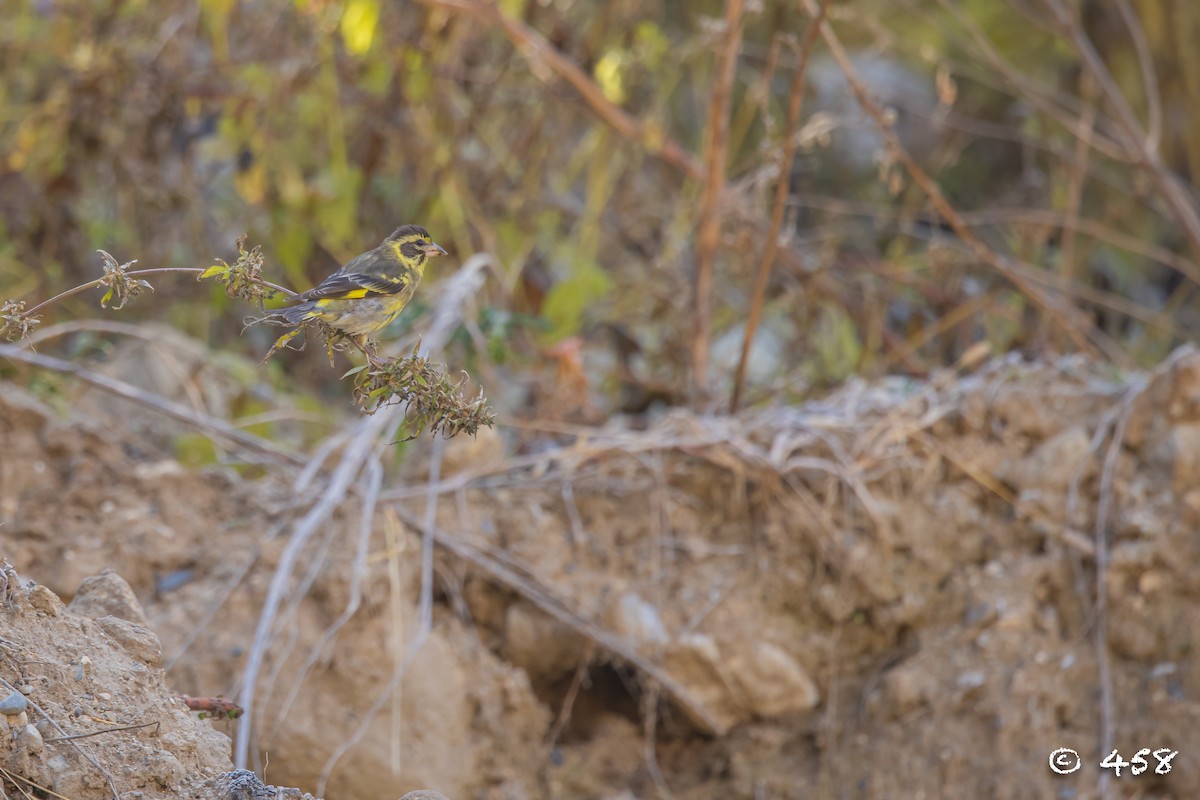 Yellow-breasted Greenfinch - ML611080525