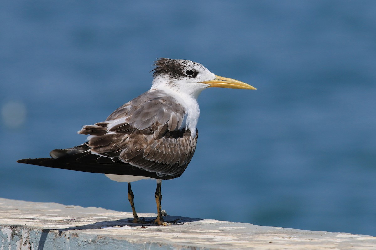 rybák chocholatý - ML611080526