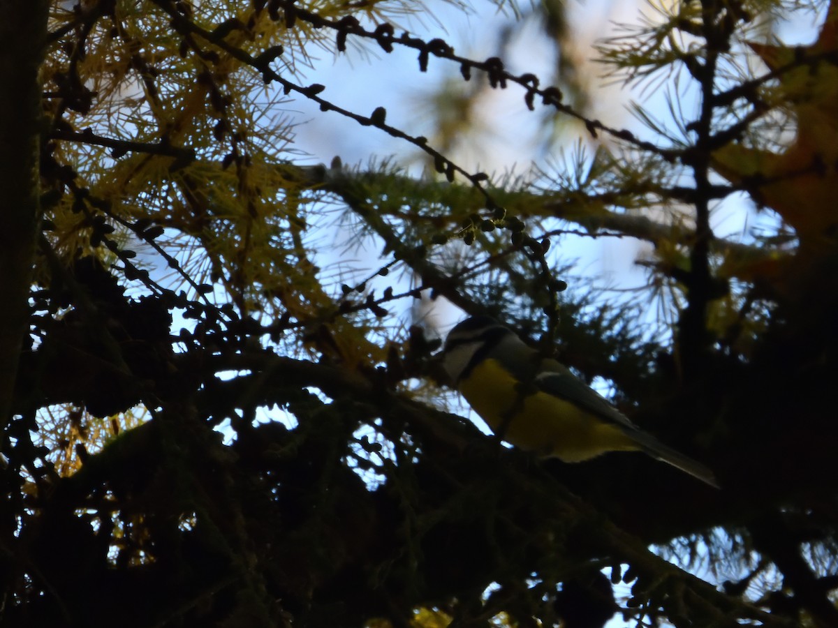 Eurasian Blue Tit - ML611080531