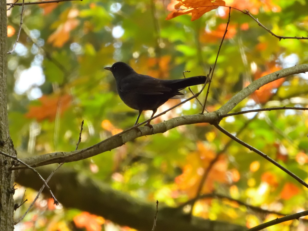 Eurasian Blackbird - ML611080533