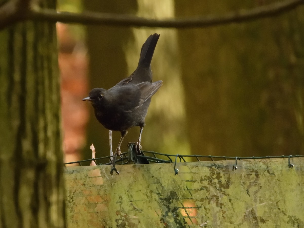 Eurasian Blackbird - ML611080534