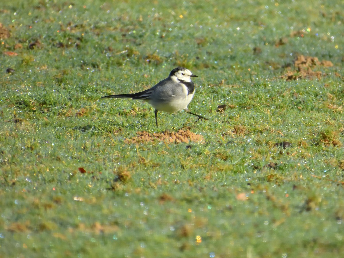 White Wagtail - ML611080535
