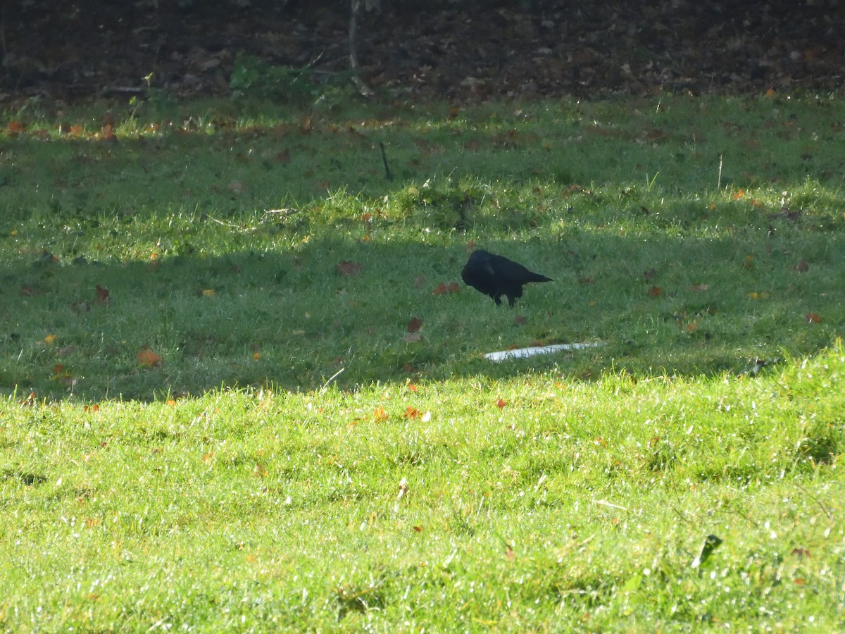 Carrion Crow - ML611080541