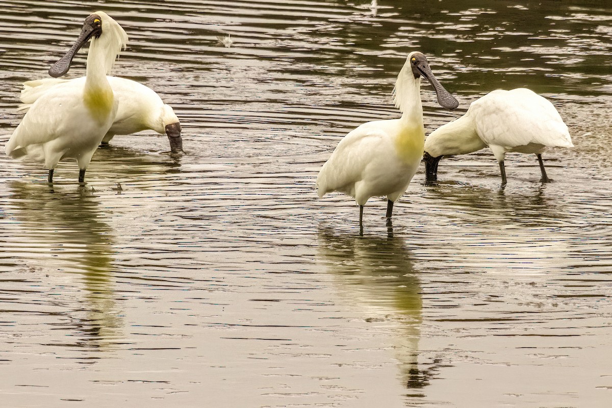 Royal Spoonbill - ML611080543