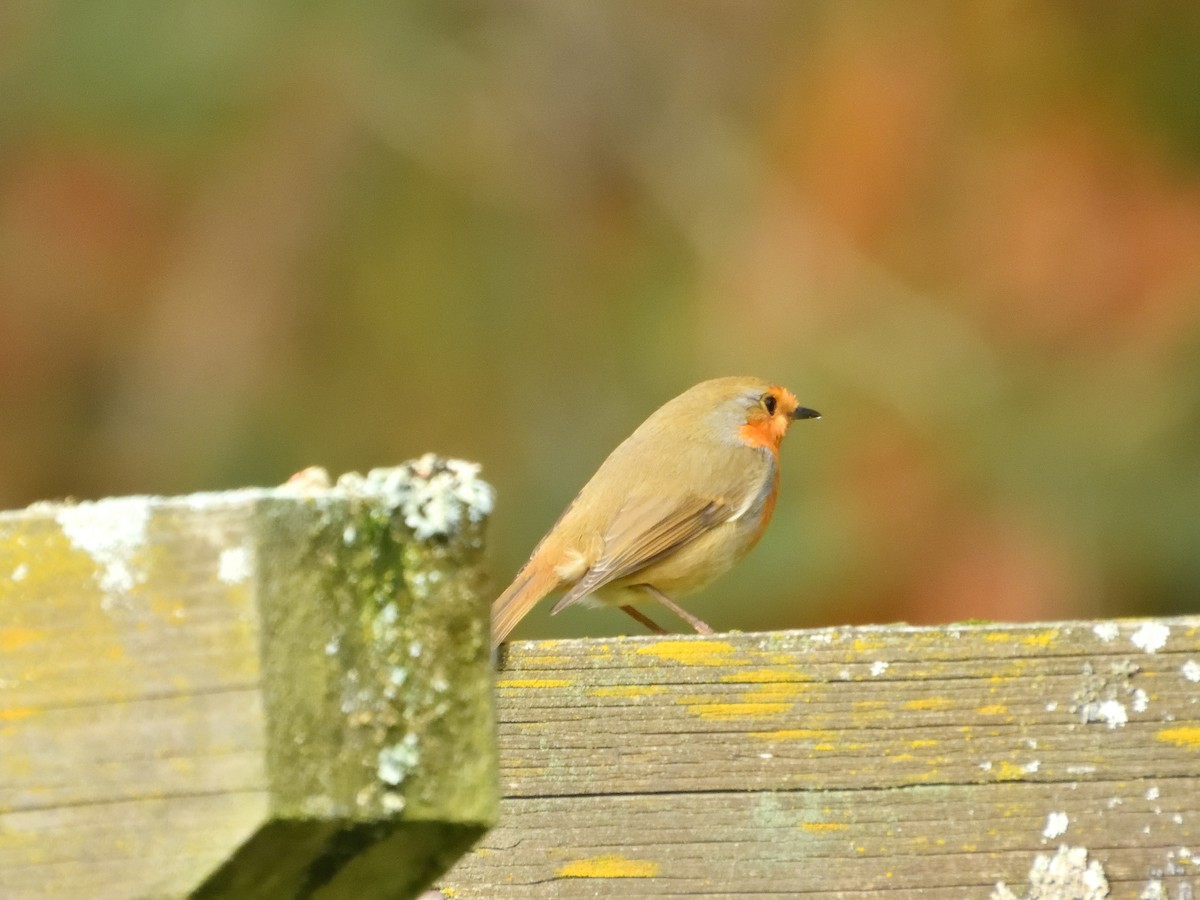 European Robin - ML611080545