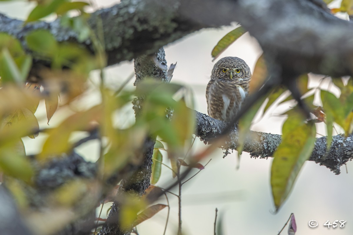 Collared Owlet - ML611080552