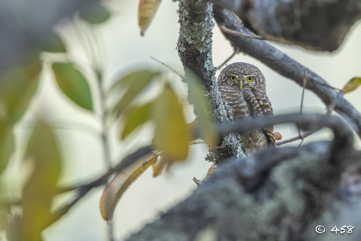 Collared Owlet - ML611080553