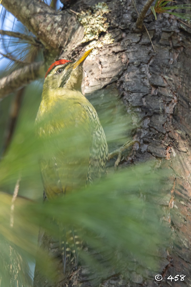 Scaly-bellied Woodpecker - ML611080575