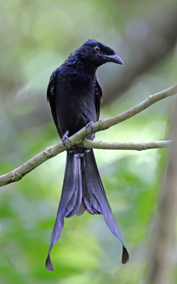 Greater Racket-tailed Drongo - sheau torng lim