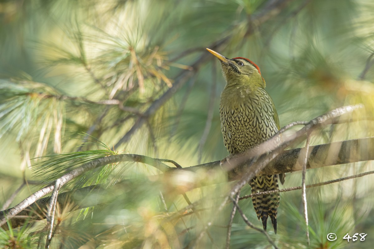 Scaly-bellied Woodpecker - ML611080578