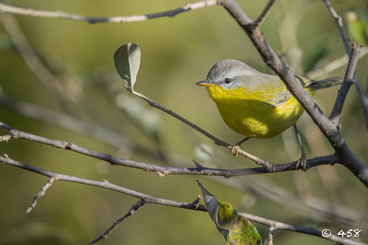 Gray-hooded Warbler - ML611080627