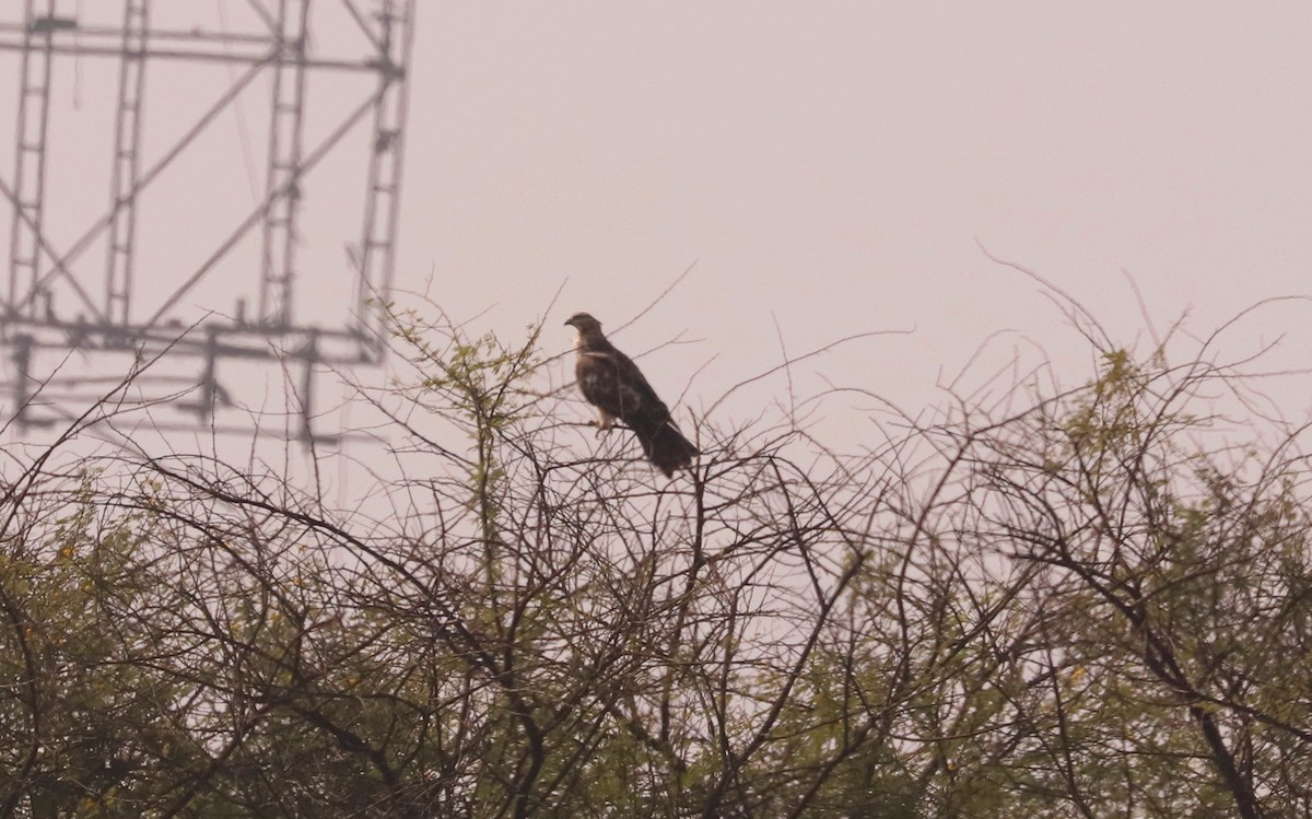 Oriental Honey-buzzard - ML611080632