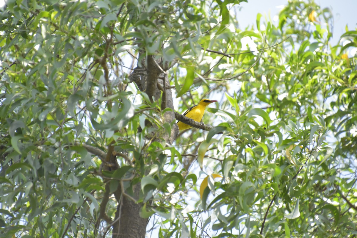 Indian Golden Oriole - ML611080666