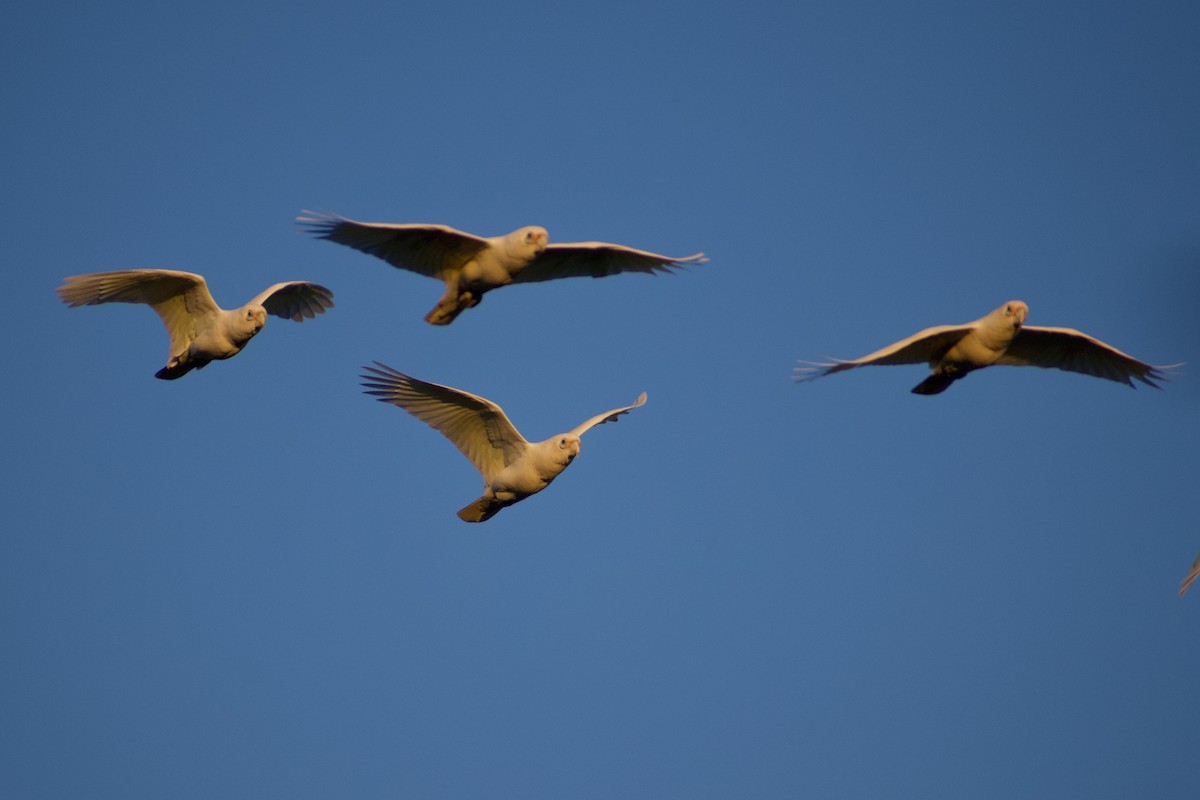 Little Corella - Lance Rathbone