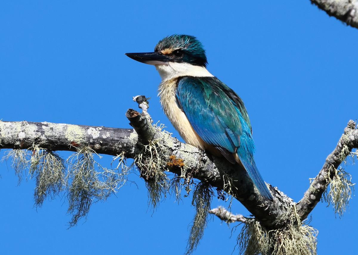 Sacred Kingfisher - ML611080811