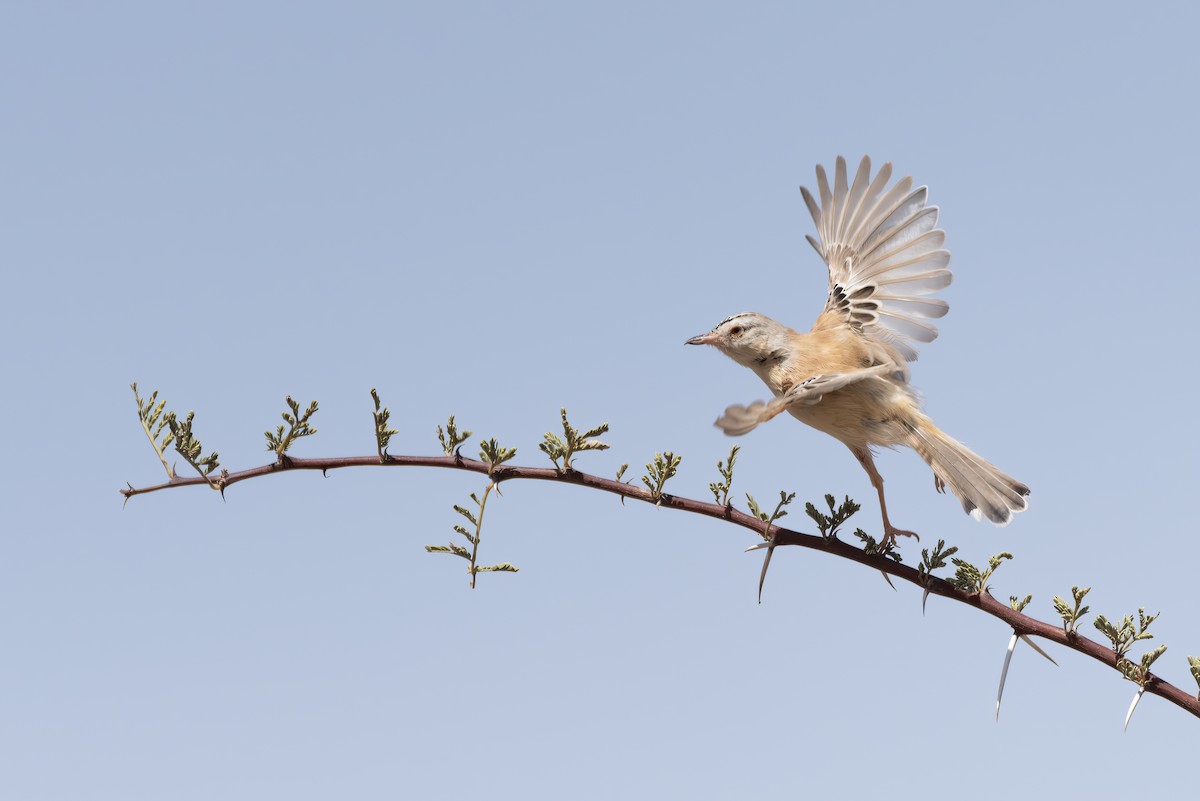 Prinia Charlatana - ML611080844