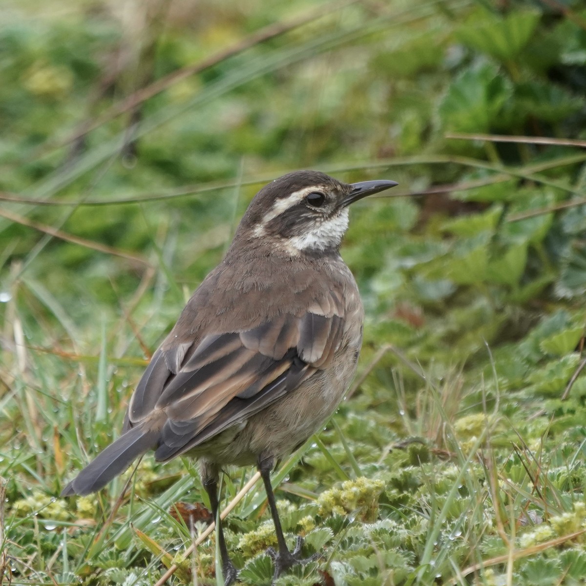 Chestnut-winged Cinclodes - ML611080881