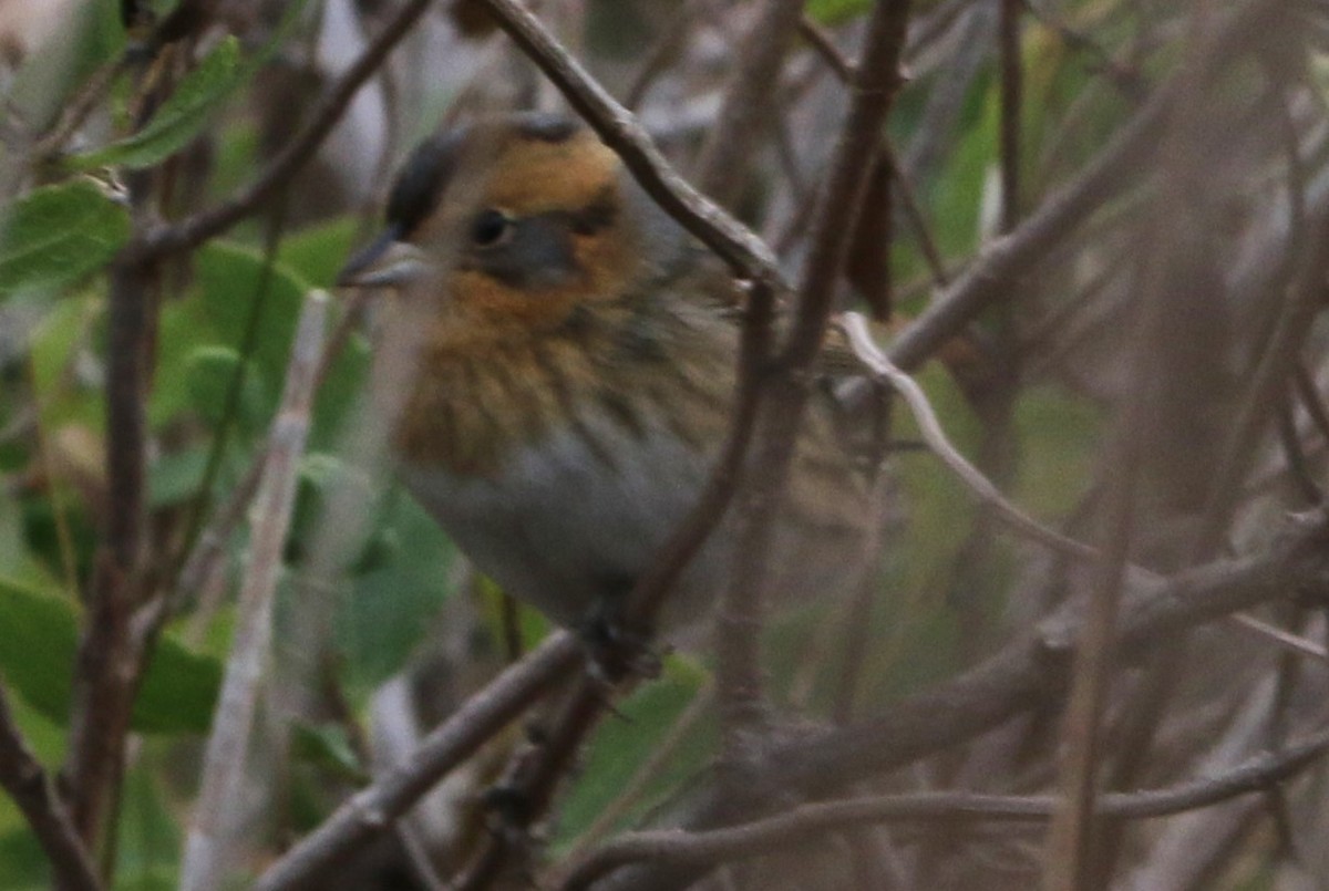 Nelson's Sparrow (Interior) - ML611080937