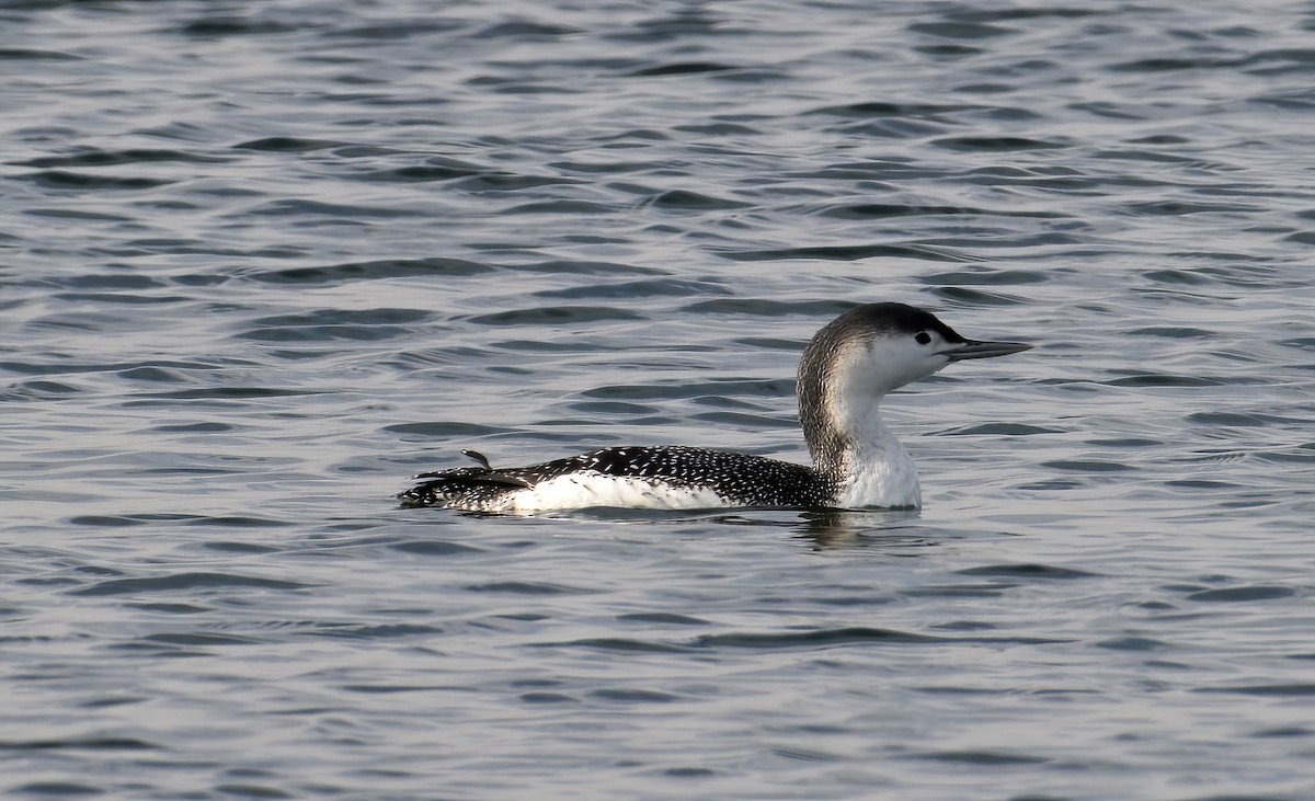 Red-throated Loon - ML611080970