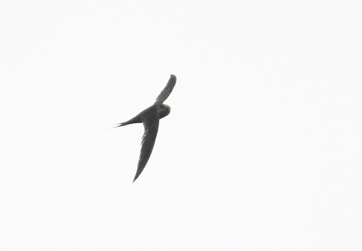 Malagasy Palm Swift (Madagascar) - ML611080973