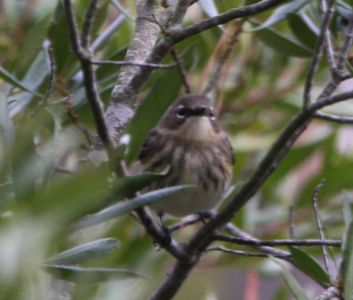 Yellow-rumped Warbler (Myrtle) - ML611081054