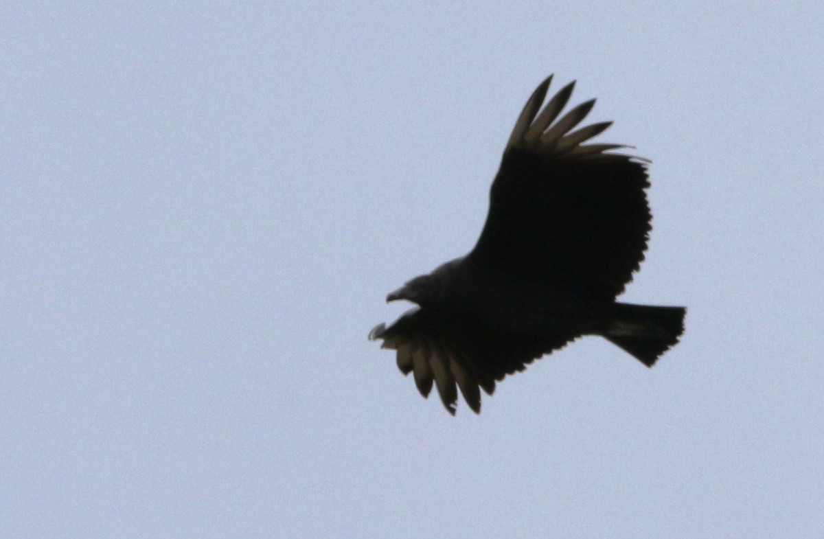 Black Vulture - ML611081088