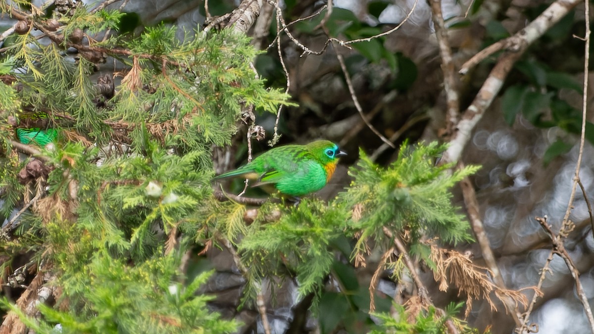 Brassy-breasted Tanager - ML611081110