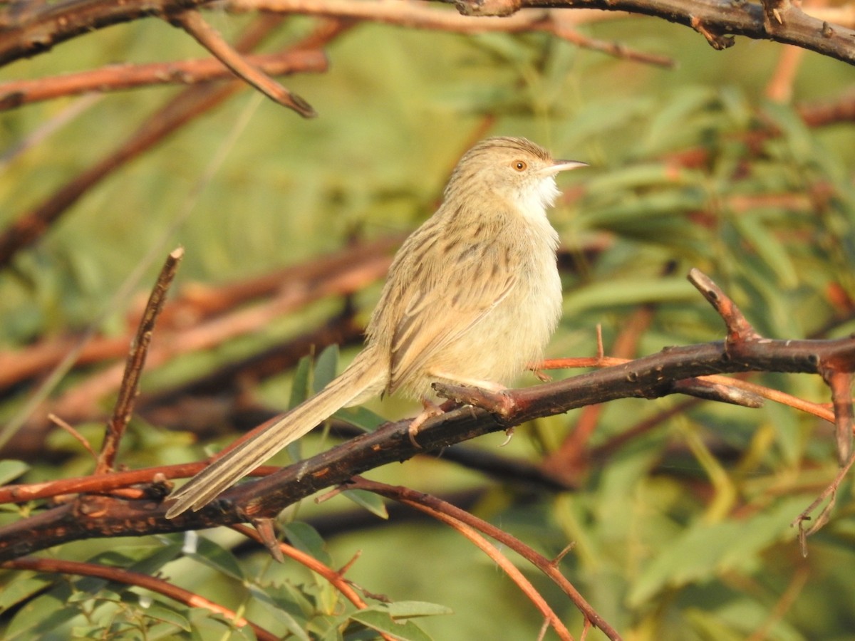 Delicate Prinia - ML611081122