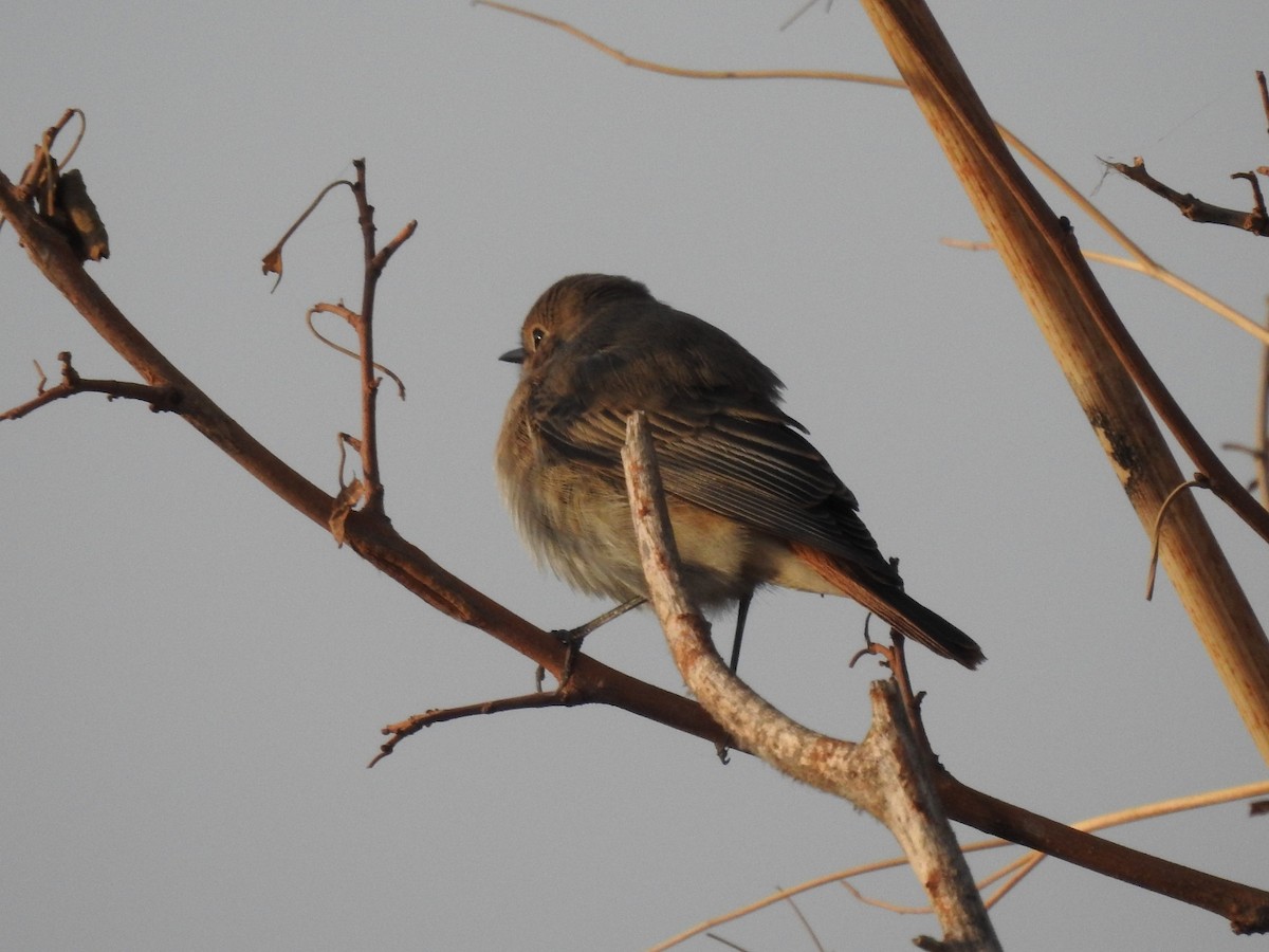 Common Redstart - ML611081130