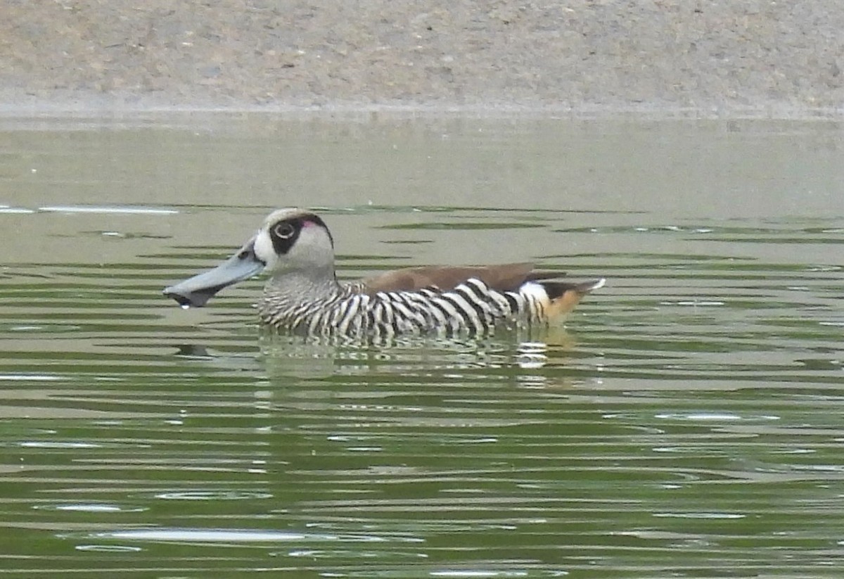 Pink-eared Duck - ML611081161