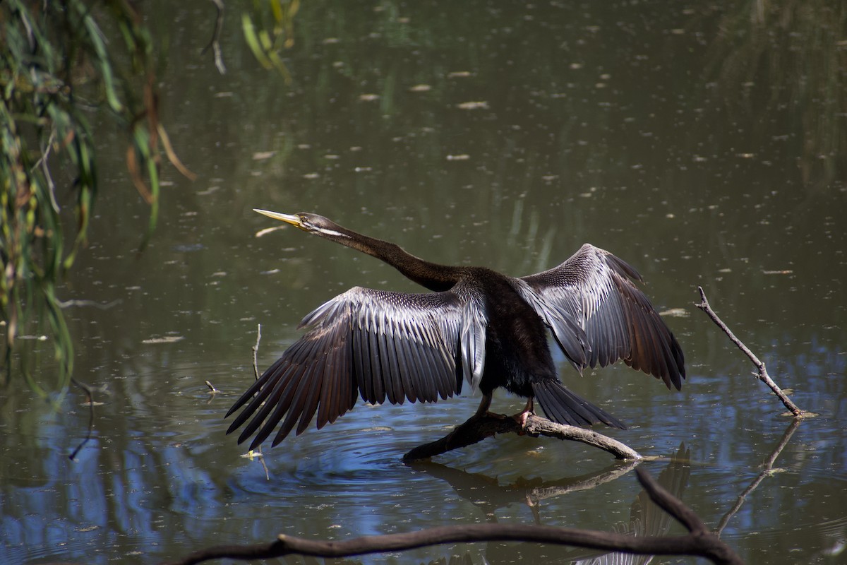 anhinga australská - ML611081167