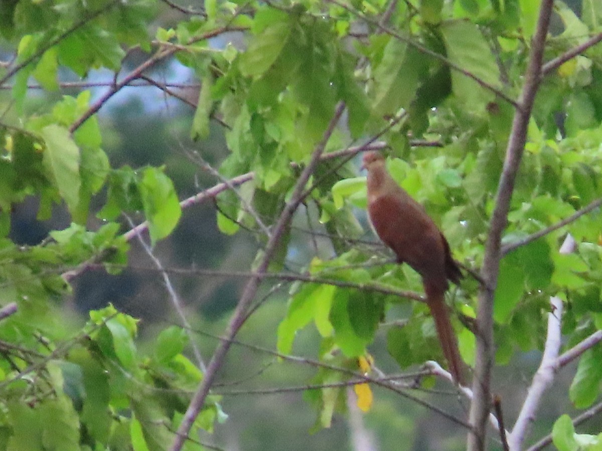 Sultan's Cuckoo-Dove (Sulawesi) - Suzanne Beauchesne