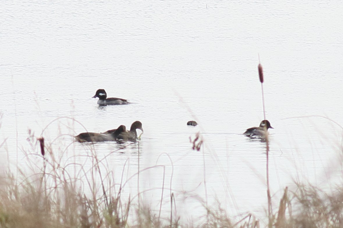 American Coot - ML611081358