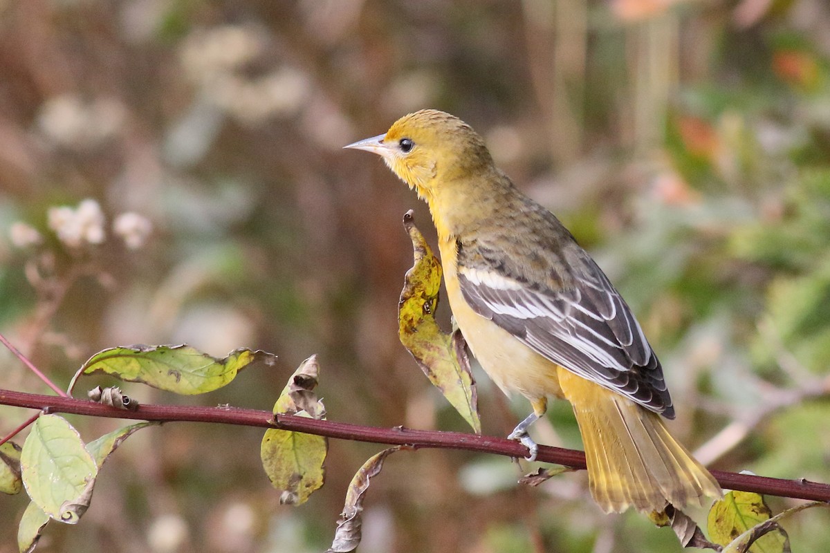 Oriole de Baltimore - ML611081387