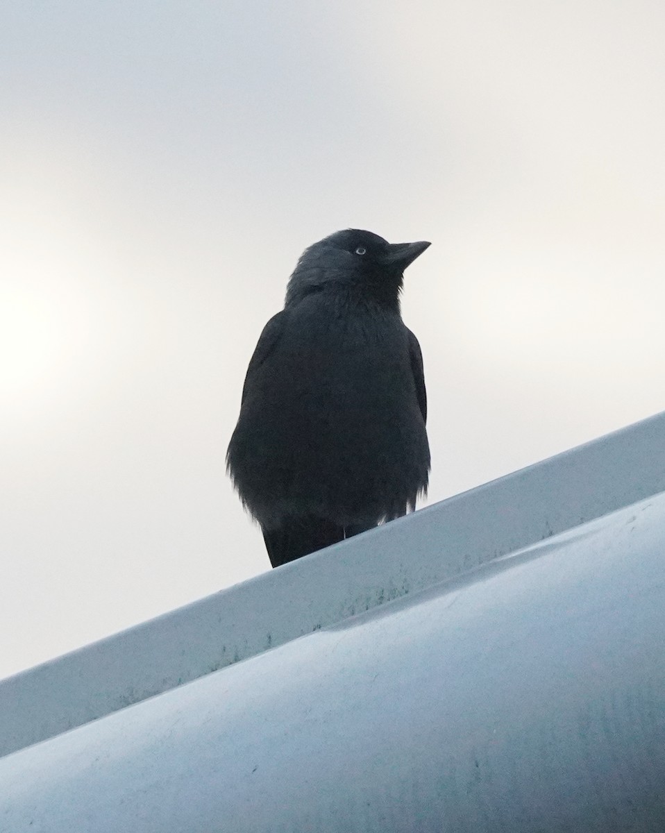 Eurasian Jackdaw - ML611081429