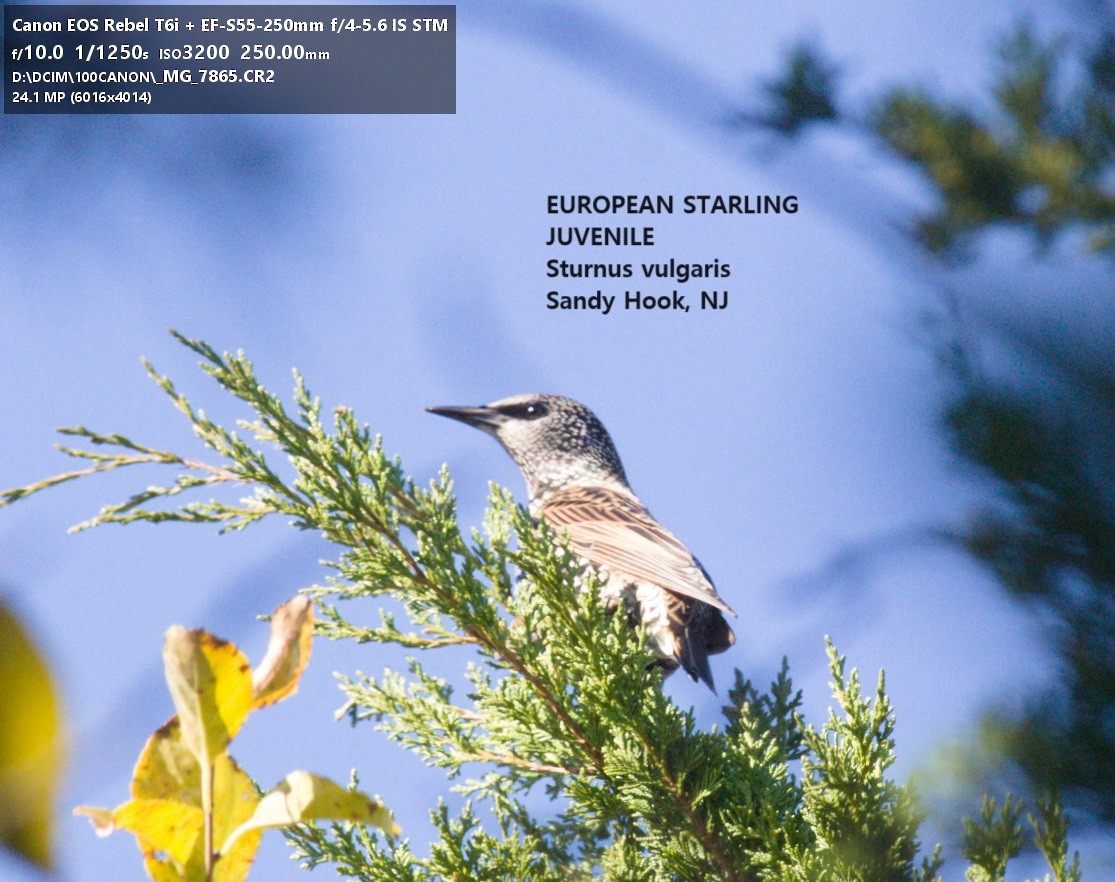 European Starling - ML611081618
