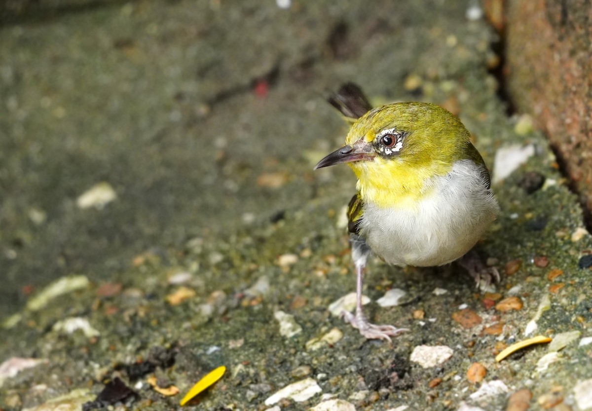 Indian White-eye - ML611081623