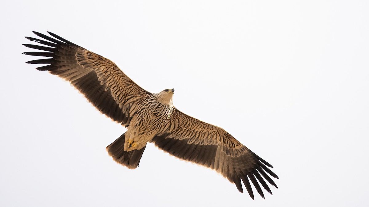 Imperial Eagle - Sertaç Yıldırım