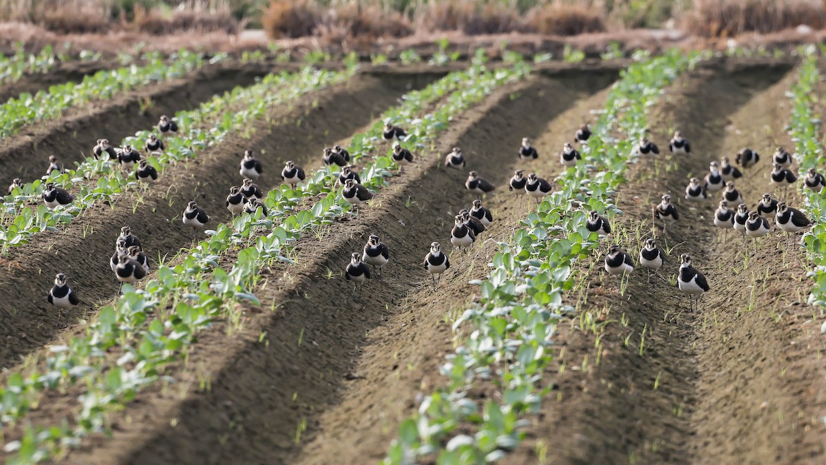 Northern Lapwing - HsuehHung Chang