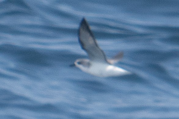 Cook's Petrel - ML611081691