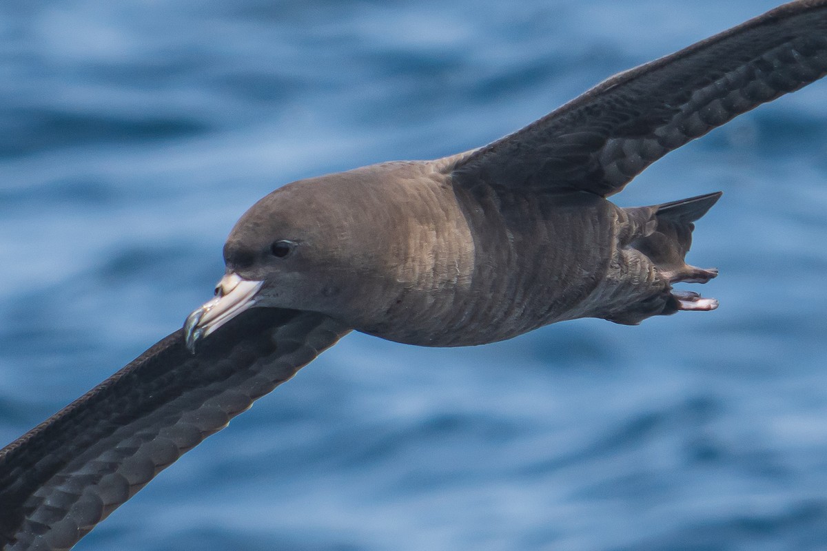 Flesh-footed Shearwater - ML611081717